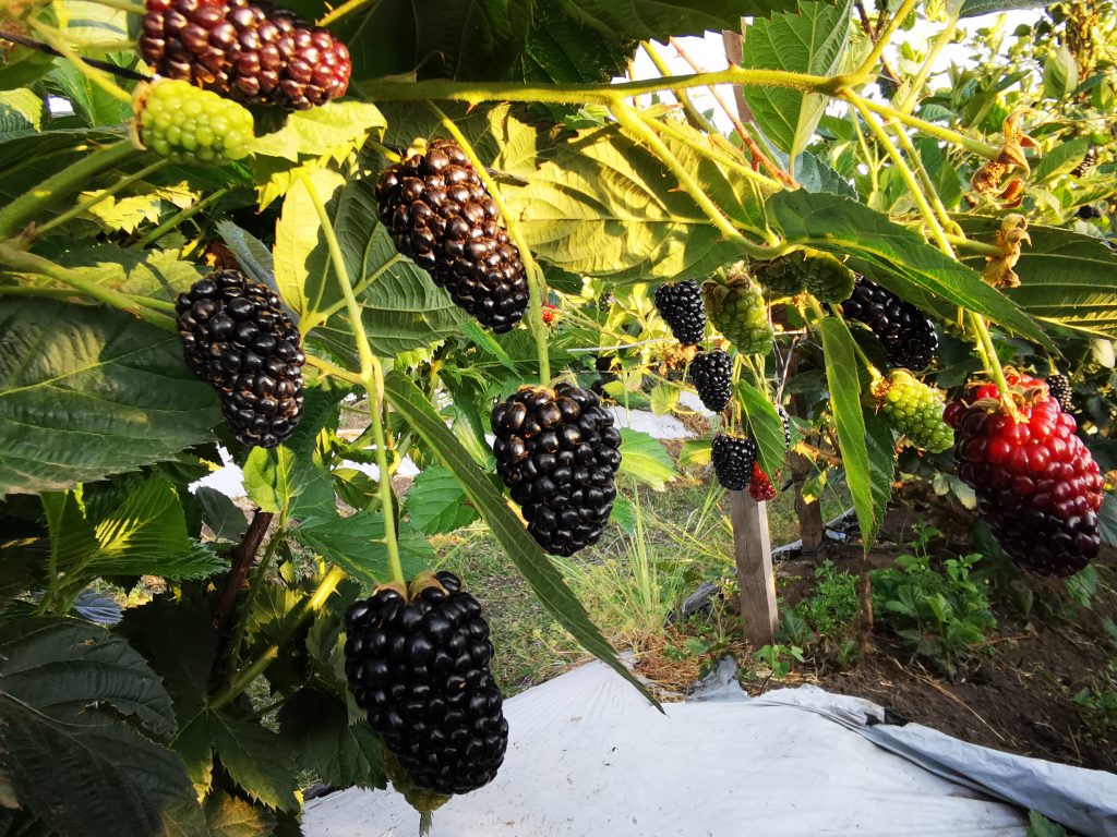 Dra. Alma Rosa Solano Báez